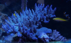 Palmers Blue Mille