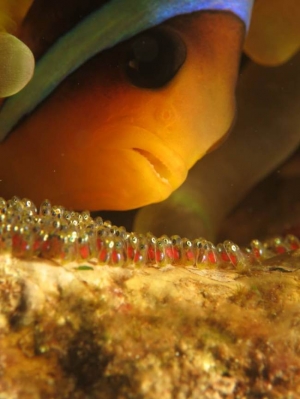 Clownfish with babies