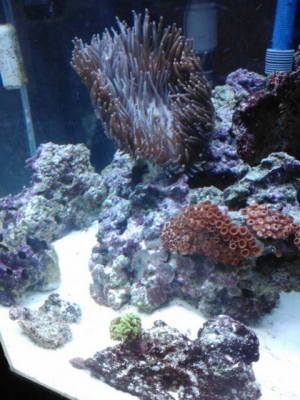 55 g hex corner tank
