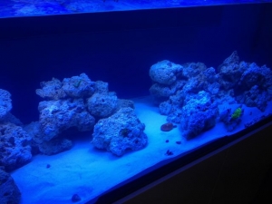 Large Aquarums