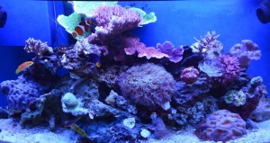 FTS