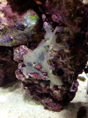 What's growing on my coral?