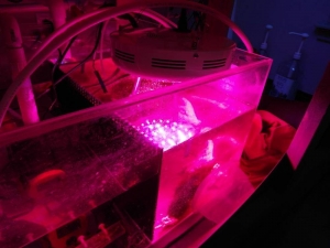 LED refugium light