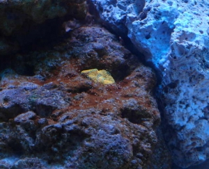 Brown Slime