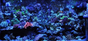 Hamilton 20K Metal Halides - 120 Gallon Tank - Hamilton Cebu Sun System