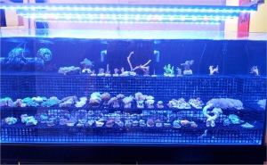 kona_sun_led_lights_-_total_fish