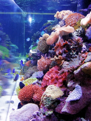 Hamilton Technology Metal Halide Lighting System over a 500 Gallon Reef Aqu