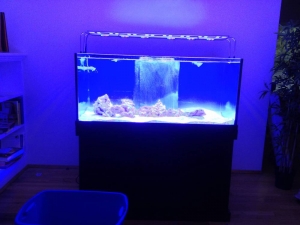 Rock in the tank