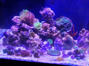 Left side