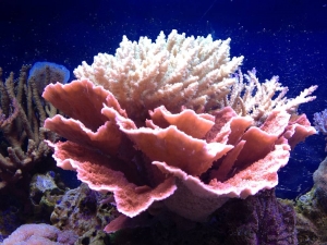 55 Gallons of Eye Candy