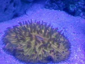plate corals