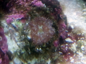 plate corals