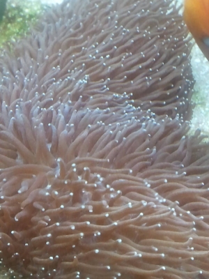plate corals