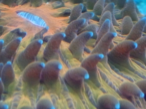 plate corals