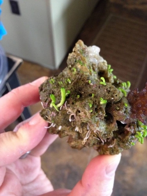 tubeworm