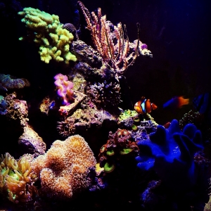 2 Years Old Nano