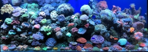 Hamilton Technology - 120 Gallon Reef Aquarium