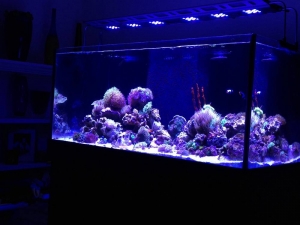 Tank february