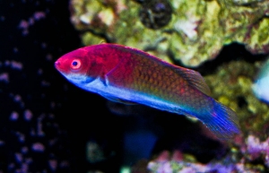 wrasse