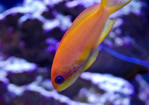 anthias1