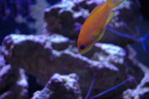 anthias3