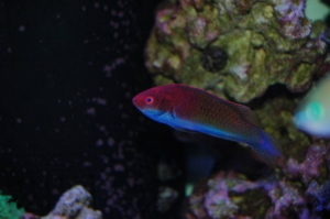 wrasse2