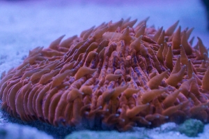 Orange Fungia