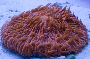 Orange Fungia