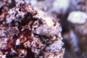 sps