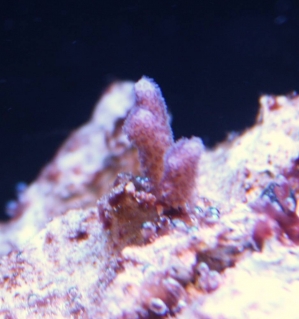 sps