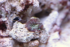 mushroom