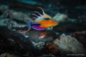 wrasse1
