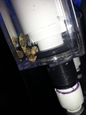 snails