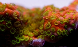 Tyree Sunset Montipora