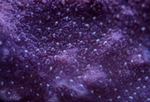Copps Purple Porites