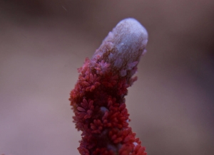 Corals