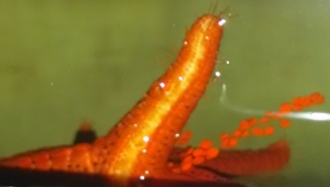red starfish help
