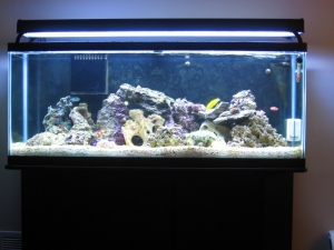 Our Tank