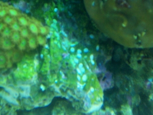 Eggs??? What are these things?