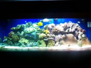 Tank view