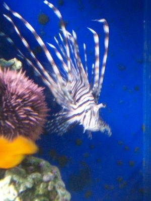 "Leo" the Lion Fish