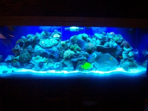 My tank