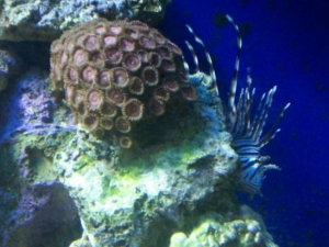 Pink Zoas and Leo's resting spot
