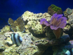 Crocea and Derasa Clam