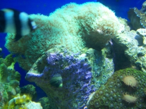 Green Star Polyps
