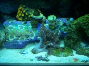 Frag area