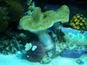 Toadstool Leather, Pink Urchin, Sun Coral