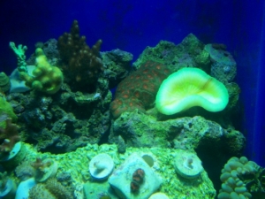 Brain Corals, Colt Coral, Butternut Stylophora Coral, Misc Frags