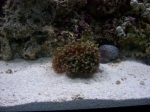 Frogspawn