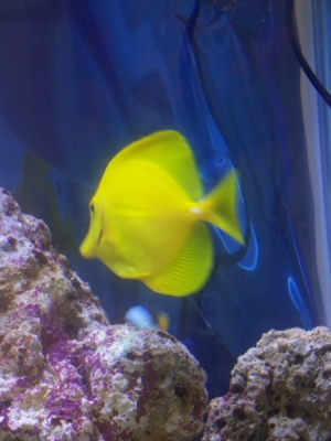Yellow Tang